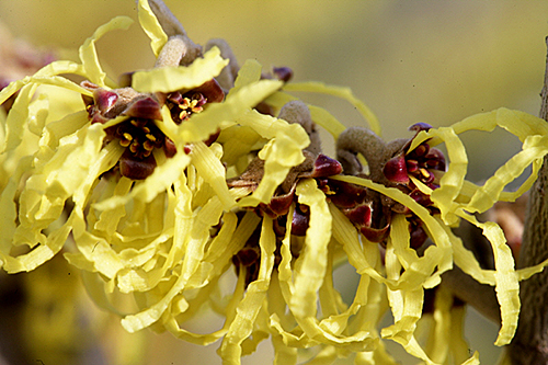 Hamamelis Arnold Promise Mioulane MAP NPM 100330134