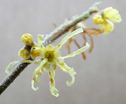 Hamamelis du Mexique Flora