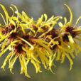 Hamamelis mollis Flora