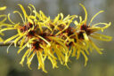 Hamamelis mollis Flora
