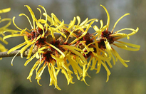 Hamamelis mollis Flora