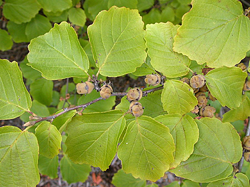 Hamamelis virginiana Feuillage Flora