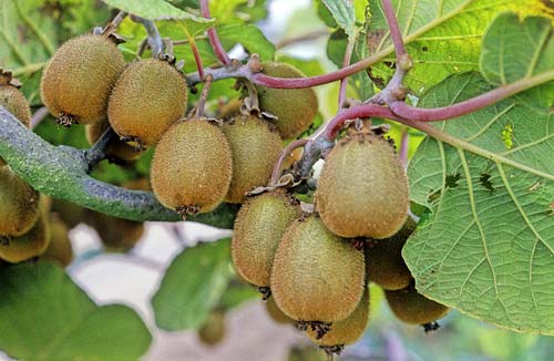 Actinidia chinensis NPM GIP0008689