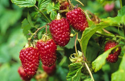 Framboise JMR GIP0095334