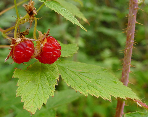 Framboisier sauvageNewsJardinTV Flora