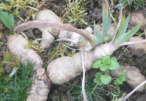 Iris Rhizome Monniaux