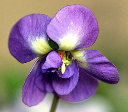 Violette de Toulouse DR