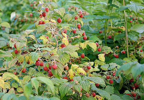 Wild Rubus idaeus