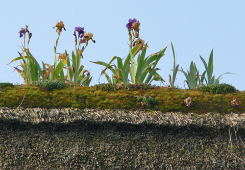 iris Normandie chaumiere 