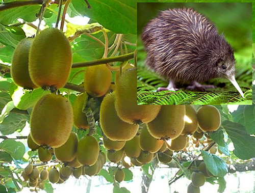 Kiwi Plante Oiseau DR