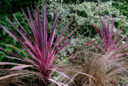 Cordyline Mioulane MAP NPM 850322032