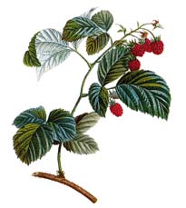 Framboise gravure