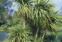Cordyline MAP GIP0003376