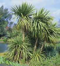 Cordyline MAP GIP0003376