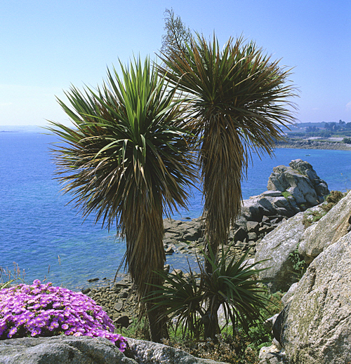 Cordyline australis Mer MAP GIP0098428