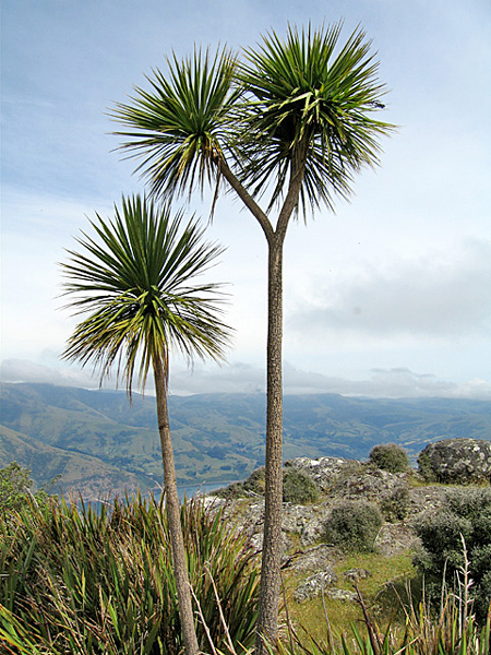 Cordyline australis Nouvelle Zelande