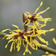 HAMAMELIS PASQUEL MAP NPA 0808210373