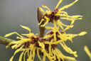 HAMAMELIS PASQUEL MAP NPA 0808210373