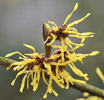 HAMAMELIS PASQUEL MAP NPA 0808210373