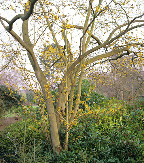 Hamamelis Arbre MAP GIP0104345