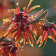 Hamamelis Diane Mioulane MAP 0005287