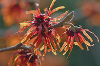 Hamamelis Diane Mioulane MAP 0005287