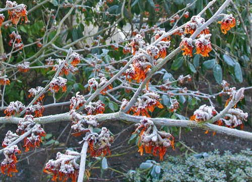 Hamamelis Givre Hiver Mioulane MAP 0003697