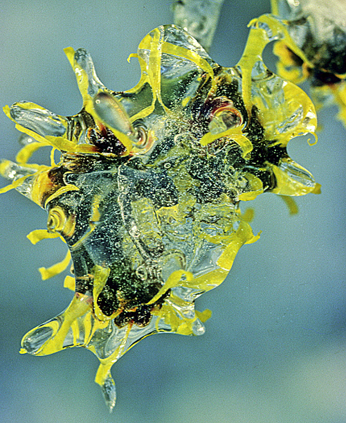 Hamamelis Glace MAP GIP0108300