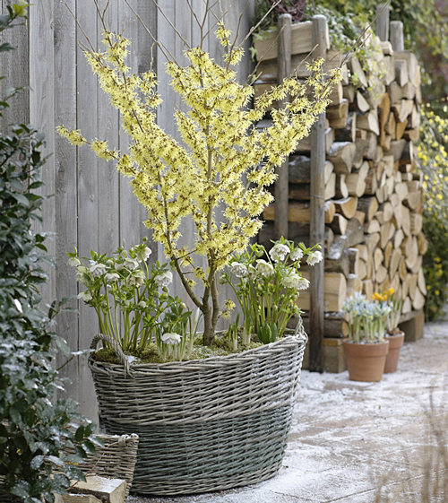 Hamamelis Pot MAP 61049188 FST