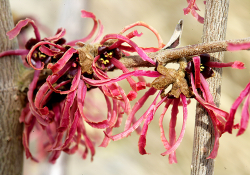 Hamamelis Rouge Mioulane MAP NPM 100330146