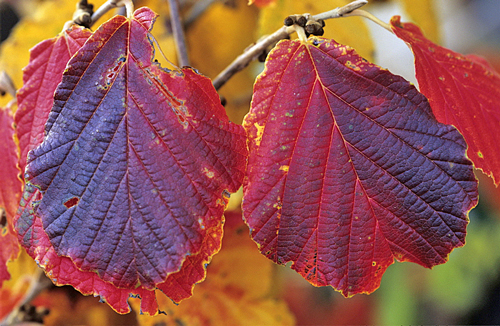 Hamamelis automne MAP GIP0093630