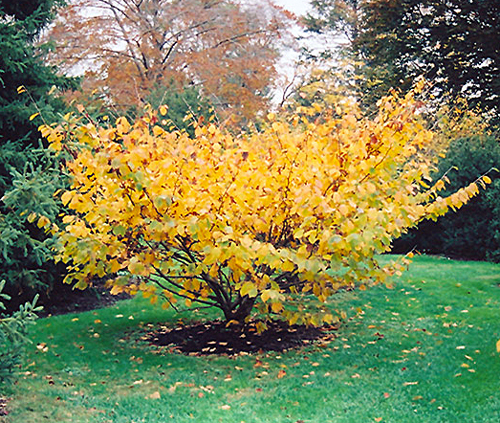 Hamamelis mollis Automne Sol Flora