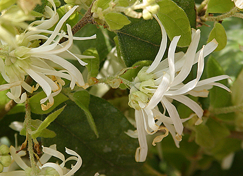 Loropetalum sinense Mioulane MAP NPM 080402137