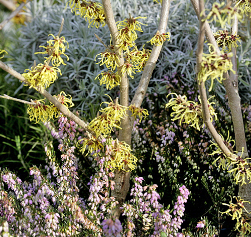 Scene Hamamelis Bruyere Mioulane MAP NPM 100330127