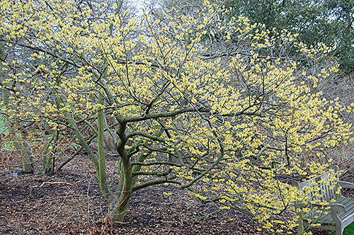 hamamelis Ombre Flora