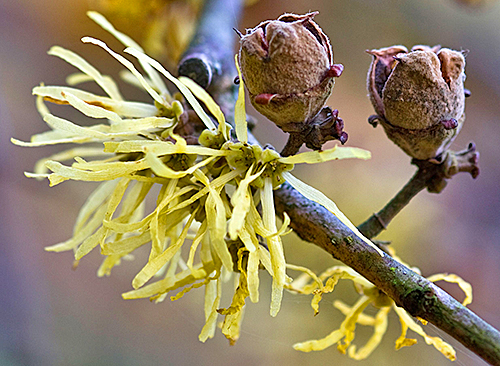 hamamelis virginiana Fruits Flora