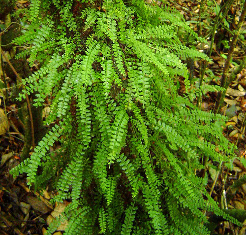 Asplenium sandersonii Fougere