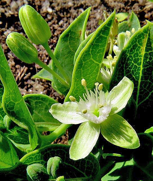 Basananthe sandersonii Flora