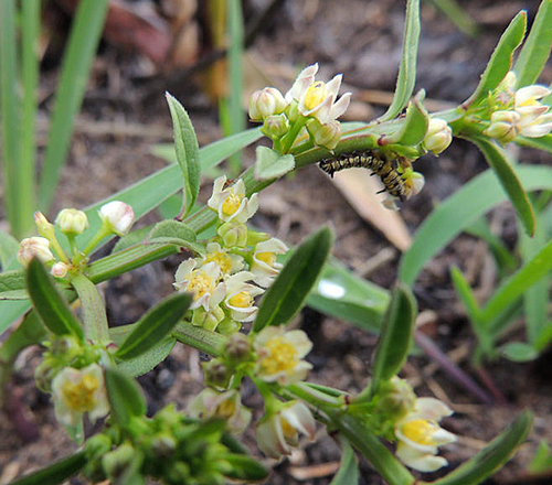 Brachystelma sandersonii Flora