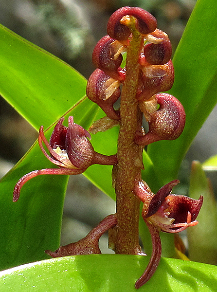 Bulbophyllum sandersonii Orchidee