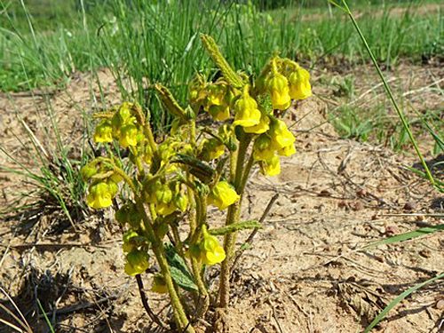 Hermannia sandersonii Flora