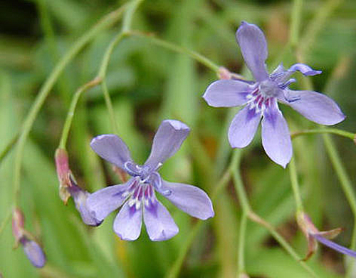 LAPEIROUSIA SANDERSONII Flora