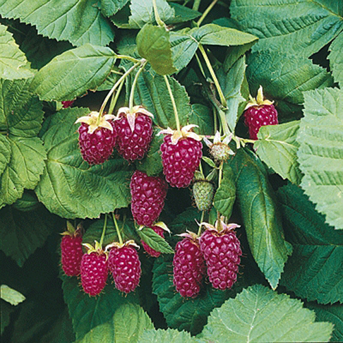 Loganberry Flora