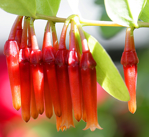 Macleania Mioulane MAP NPM 850318700