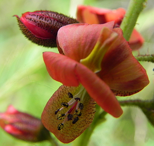 Pomaria sandersonii