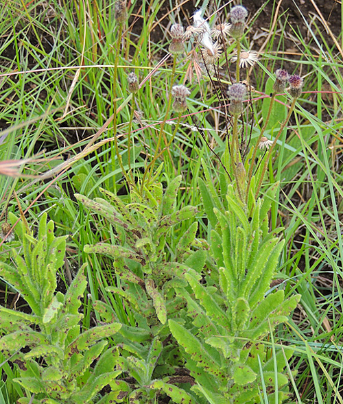 Senecio sandersonii Flora