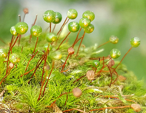 bartramia ithyphylla