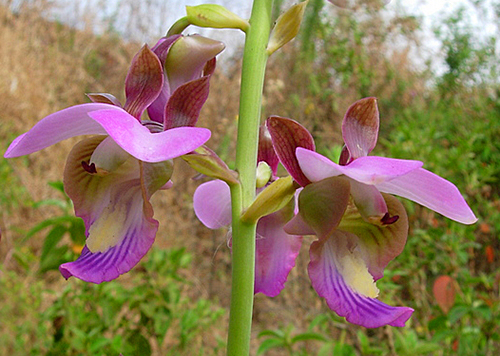 eulophia horsfallii Flora