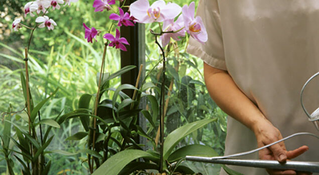 Arrosage_orchidee