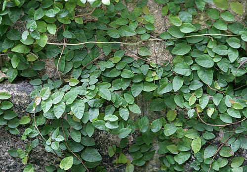 Ficus pumila Mioulane MAP NPM 090202246